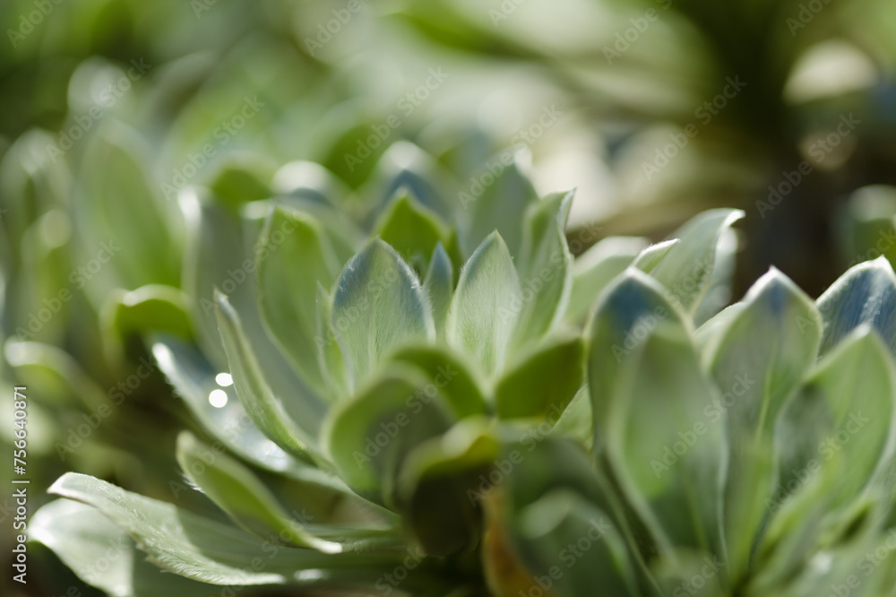 Obraz premium Flora of Fuerteventura - Asteriscus sericeus, the Canary Island daisy, silky silver leaves natural macro floral background