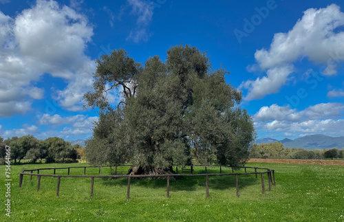 The secular olive tree Sa Reina (in Sardinian "the queen"), which has a stem with a circumference of 16 meters and which is located in the park of 'S’ortu Mannu' in Villamassargia.