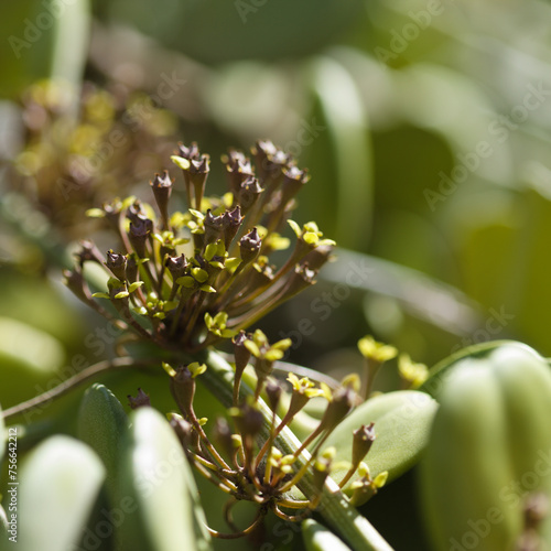 Foto Xerosicyos danguyi aka silver dollar vine macro floral background