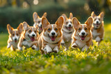 Energetic Welsh Corgis race through the wet grass, embodying the spirit of fun and adventure