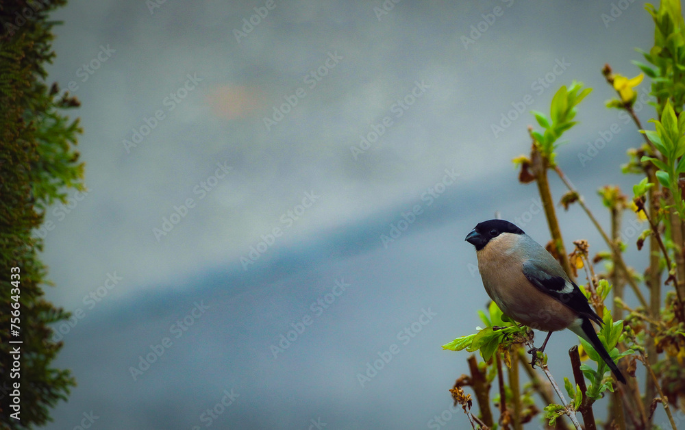 bird on a tree