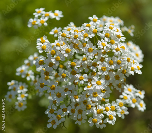 Flora of Gran Canaria -  Tanacetum ferulaceum, fennel-leaved tansy endemic to the island, natural macro floral background photo