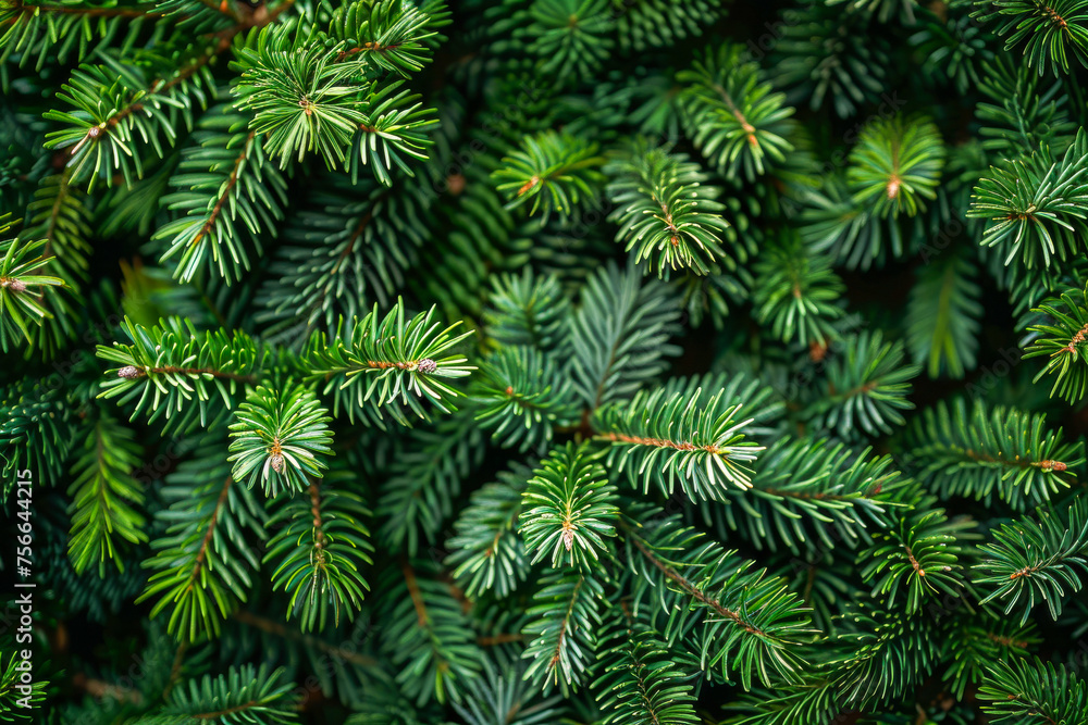 Vibrant textures of dense fir tree foliage Vibrant textures of dense fir tree foliage