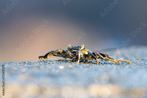 Atlantic crab photo