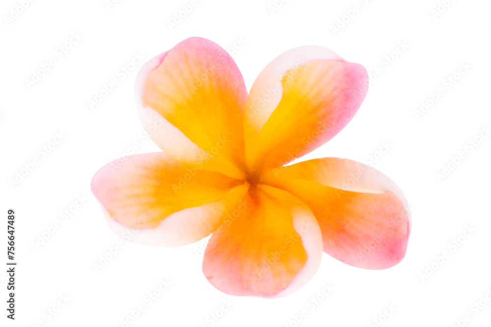 Fototapeta premium frangipani isolated