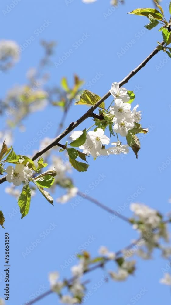 Flowers Of An Wild Blooming Apple Tree On Blue Sky Background In Windy Spring Sunny Day. Vertical. Flowers Of An Wild Blooming Apple Tree On Blue Sky Background In Windy Spring Sunny Day. Vertical.