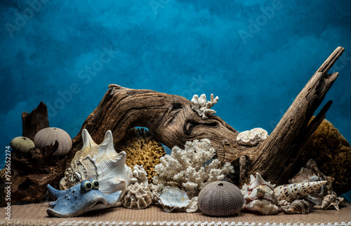 still life with shell,coral and hippocamp photo