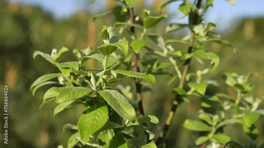 Salix cinerea (common, grey sallow or grey-leaved sallow, large grey or pussy willow, rusty sallow ) is willow native to Europe and western Asia. Salix cinerea (common, grey sallow or grey-leaved sallow, large grey or pussy willow, rusty sallow ) is willow native to Europe and western Asia.