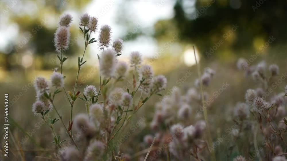 Trifolium arvense, known as hare's-foot clover Trifolium arvense, known as hare's-foot clover