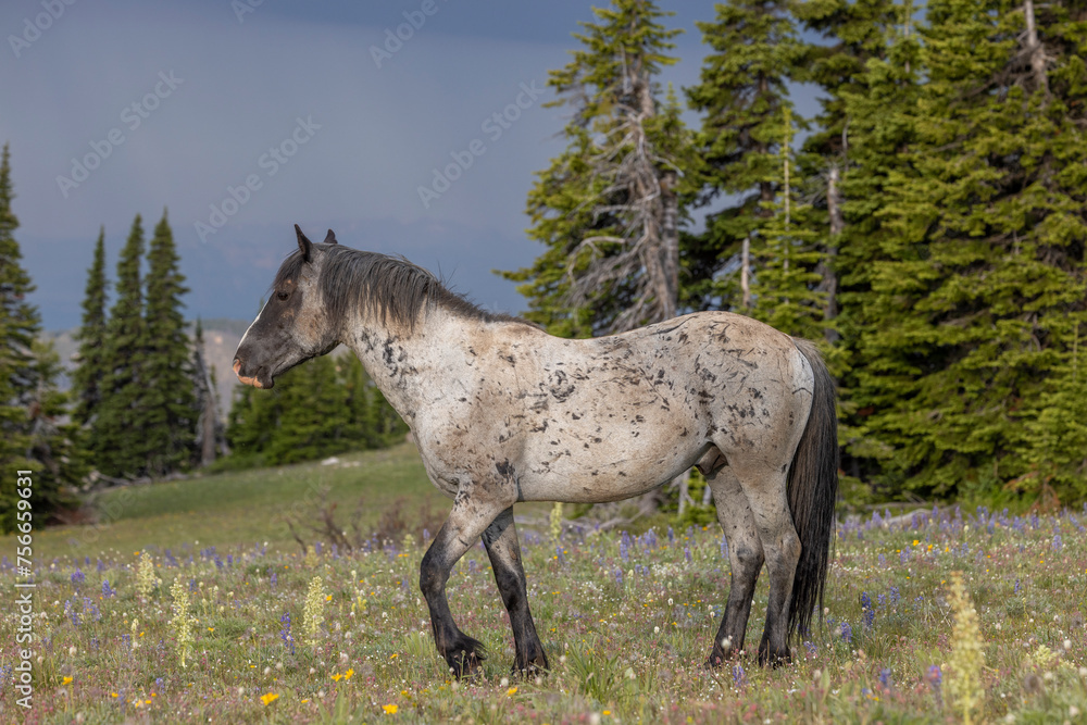 Wild Horse in Summer in the Pryor Mountains Montana - obrazy, fototapety, plakaty 