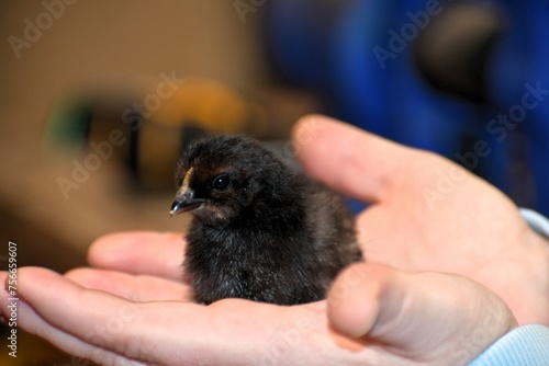 chicken in hands