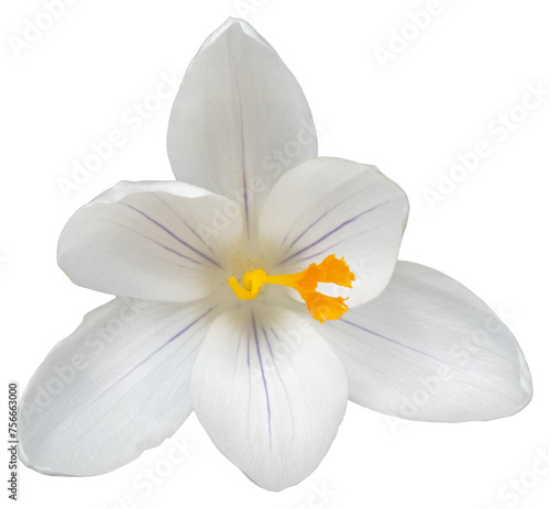 Beautiful white and yellow colored crocus blossom  close up isolated picture  transparent background  Beautiful white and yellow colored crocus blossom  close up isolated picture  transparent backgrou