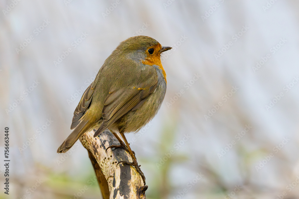Close up of a European Robin, Erithacus rubecula, standing looking forward with one eye visible friendly with eye contact on a bare sawn-off tree trunk against bright blurred background