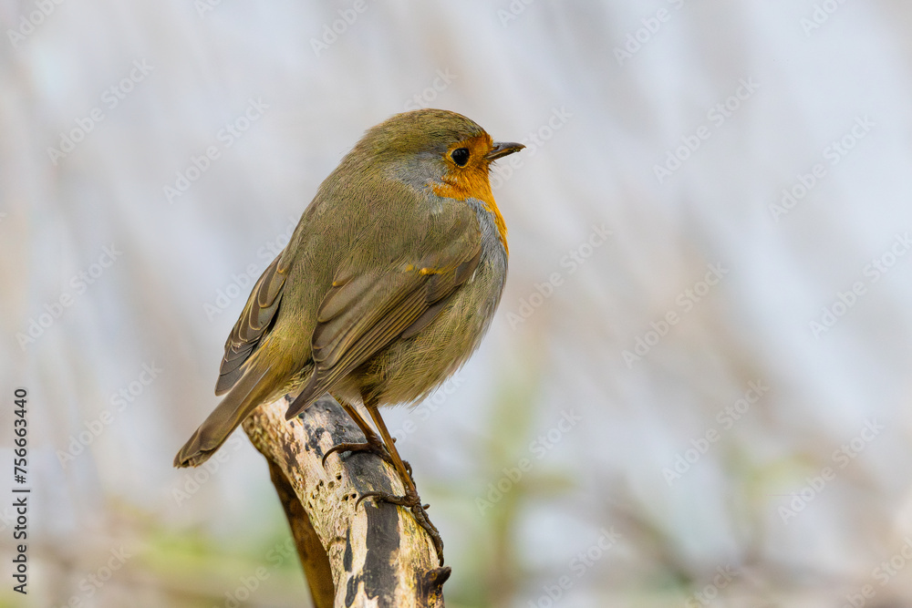 Close up of a European Robin, Erithacus rubecula, standing looking forward with one eye visible friendly with eye contact on a bare sawn-off tree trunk against bright blurred background Close up of a European Robin, Erithacus rubecula, standing looking forward with one eye visible friendly with eye contact on a bare sawn-off tree trunk against bright blurred background