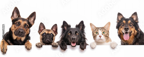 A row of various dog breeds and a cat peeking over a white banner.
