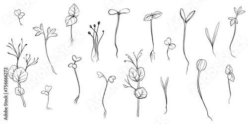 hand drawn microgreens vector illustration. Contour sprouts of watercress, spinach, mustard cress and peas, radish, onion, sunflower, basil plant. Set for menu, logo, microelements, healthy lifestyle.
