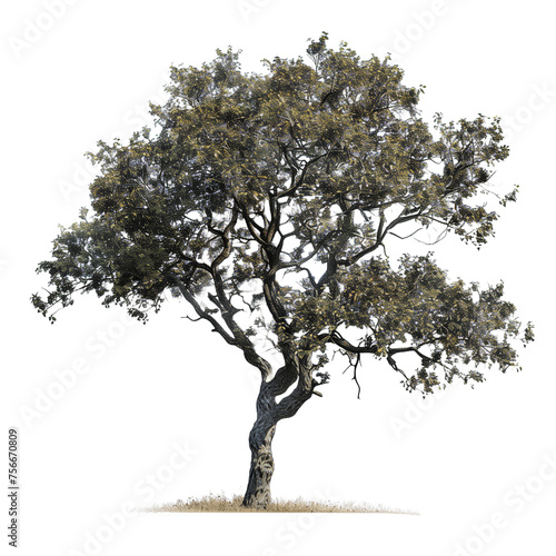 a realistic oak tree with a white background  PNG cutout on transparent