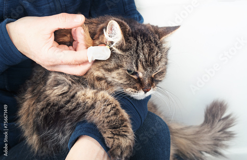 Cat getting transdermal ear medication administered by owner. Woman with finger cot rubbing ointment in cat ear. Super senior tabby cat with hyperthyroidism.18 years old, female cat. Selective focus. photo