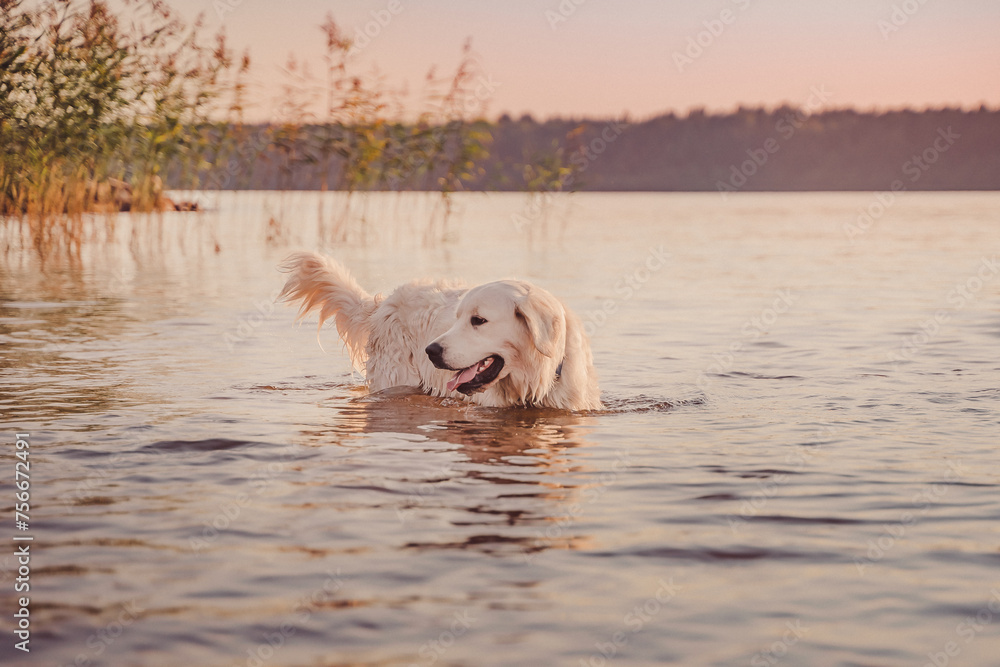 golden retriever stands in the river at sunset and smiles looking at the shore