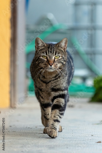 Beautiful tabby cat shot from the front while moving towards the camera with a funny expression.