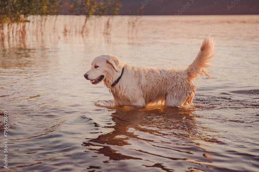 wet golden retriever stands in the river water at sunset wet golden retriever stands in the river water at sunset