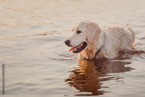 golden retriever in chest-deep water at sunset against the background of water