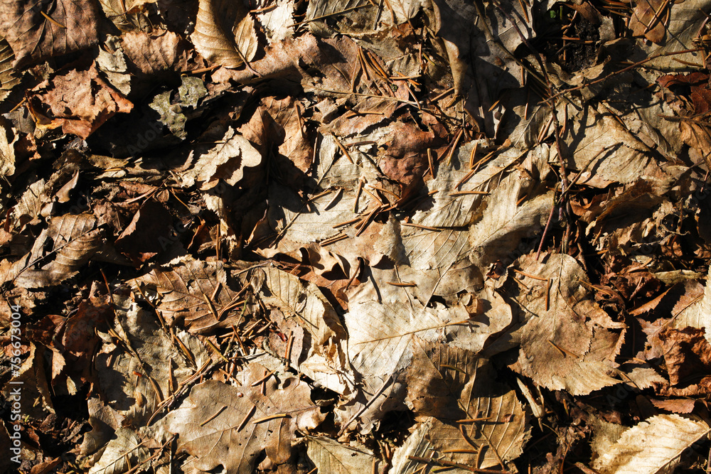 Forest ground dry needles. Dead coniferous pattern. Yellow brown dried pine needles. Closeup nature background. Autumn woods ground. Undergrowth texture. Dry leaves and pine cones. Forest ground dry needles. Dead coniferous pattern. Yellow brown dried pine needles. Closeup nature background. Autumn woods ground. Undergrowth texture. Dry leaves and pine cones.