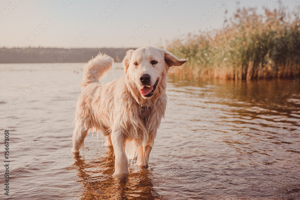 a wet and happy golden retriever walks in the water of the river at sunset and streams flow from its fur a wet and happy golden retriever walks in the water of the river at sunset and streams flow from its fur
