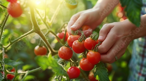 Home garden with hands plucking ripe cherry tomatoes