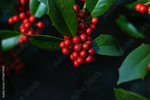 A cluster of red berries on a leafy branch