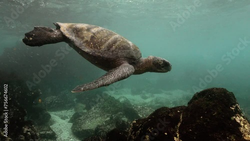 Very close look at the Galapagos Giant Tortoise in Ecuadorian waters. photo
