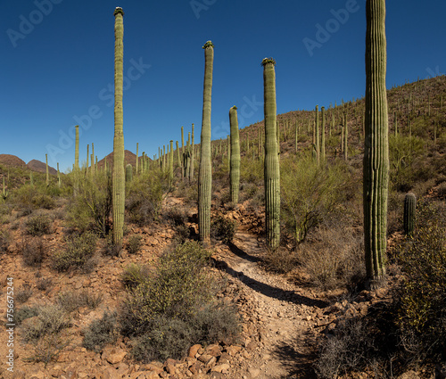 Desert Hiking Path
