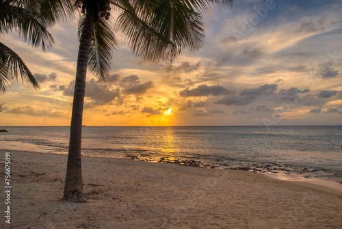 Palm Tree Sunset