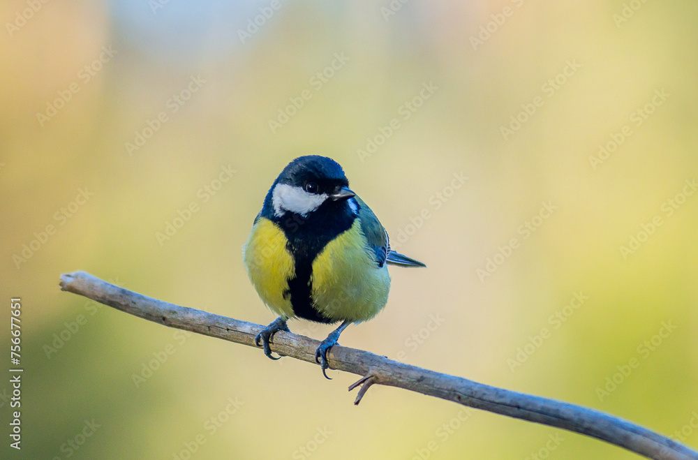 Fototapeta premium The Great tit - Parus major