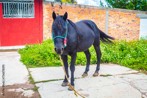 Black horse on a street in Monte Escobedo, Zacatecas