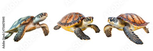 Collection of sea turtles swimming isolated on transparent or white background