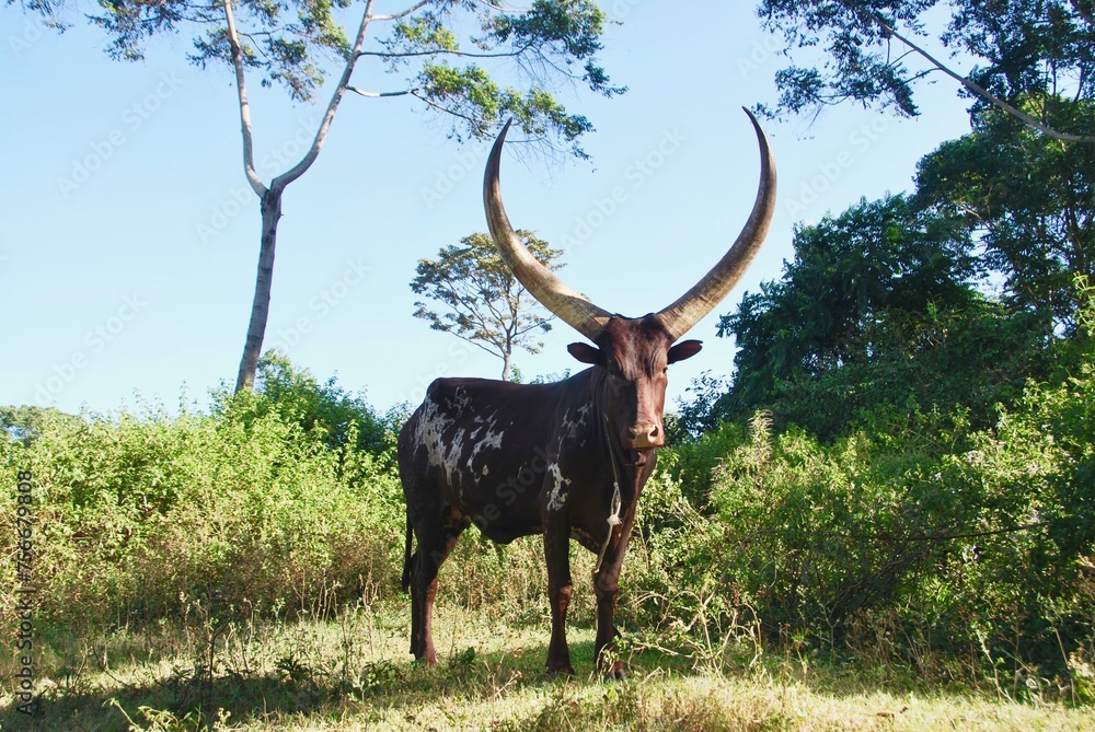 cattle of the kings
