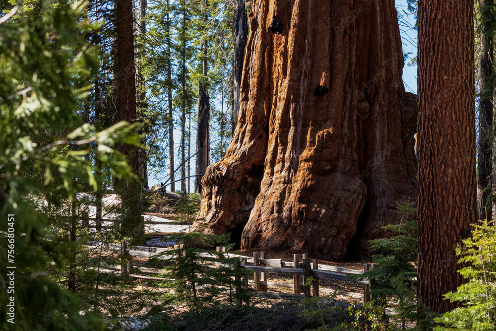 Genaral Grant Tree Kings Canyon National Park Genaral Grant Tree Kings Canyon National Park