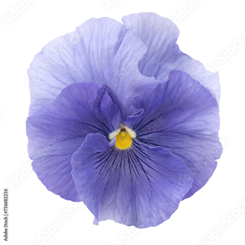Fleur de pensée bleue  © hcast