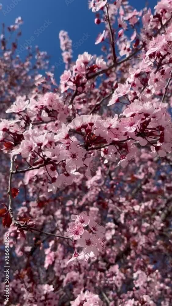 Spring cherry blossoms, blossoming flowers on pink sakura Spring cherry blossoms, blossoming flowers on pink sakura