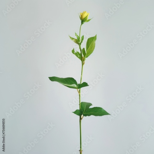 Green Rose Stem with Young Bud and Fresh Leaves Isolated on White