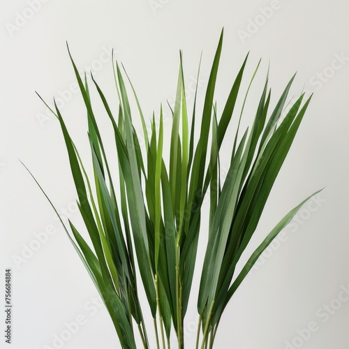 Lush Green Grass Blades Isolated on White  Symbol of Growth and Nature