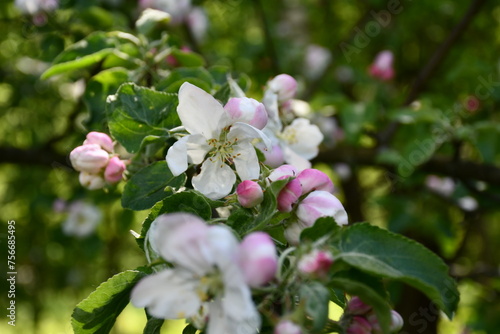 white and pink petals of a blooming apple tree