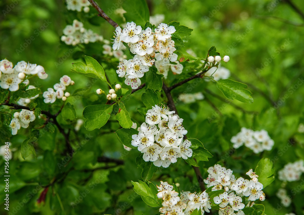 White flowers on a flowering hawthorn tree.