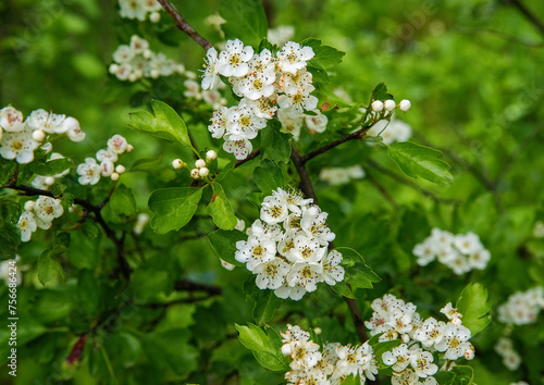 White flowers on a flowering hawthorn tree.