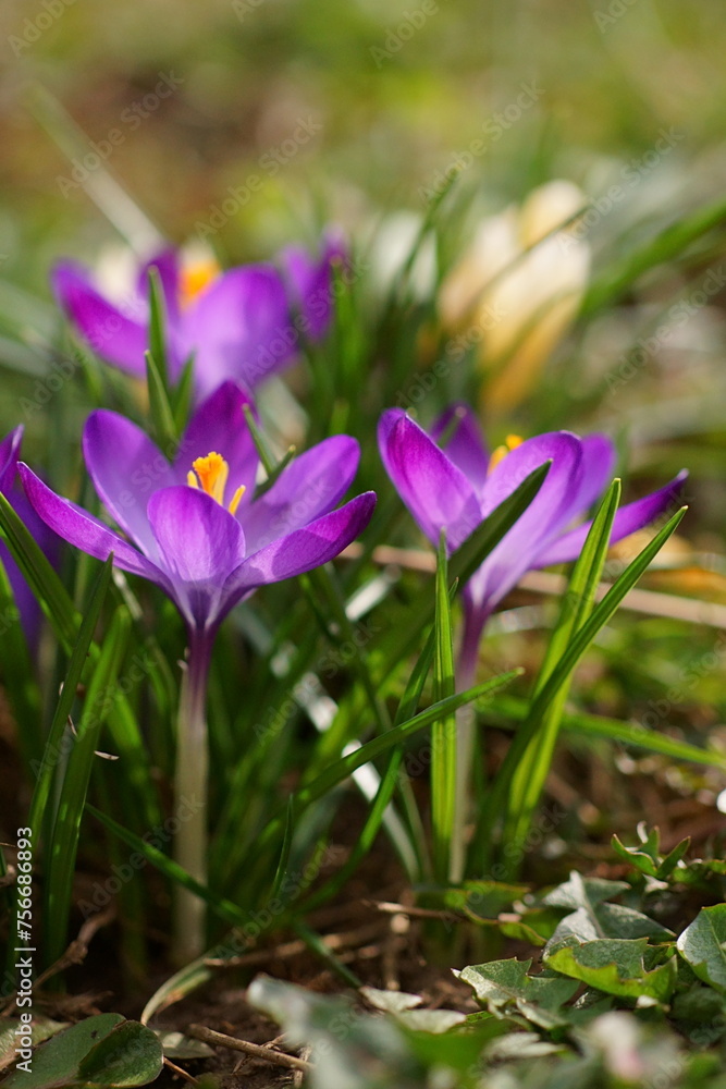 The shine and colors of spring, purple crocus, Tommasini's crocus; Crocus Tommasinianus The shine and colors of spring, purple crocus, Tommasini's crocus; Crocus Tommasinianus