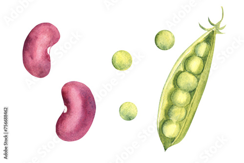 Watercolor set of legumes. Red kidney beans and green peas. Hand drawn botanical illustration on white background. photo