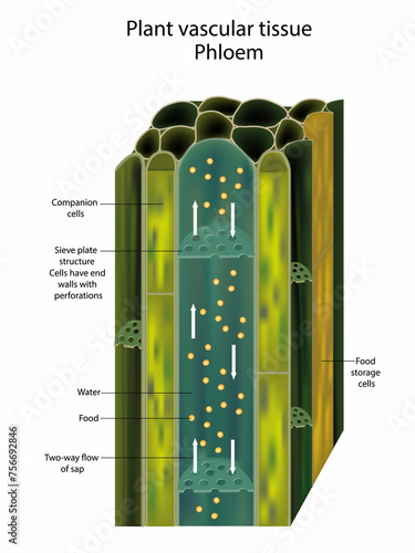 Plant vascular tissue Phloem. Cross section showing vascular bundles. Translocation in vascular plants photo