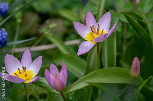 Tulipa saxatilis bright pink yellow flowering cretan tulip flowers  springtime beautiful ornamental rock plants in bloom