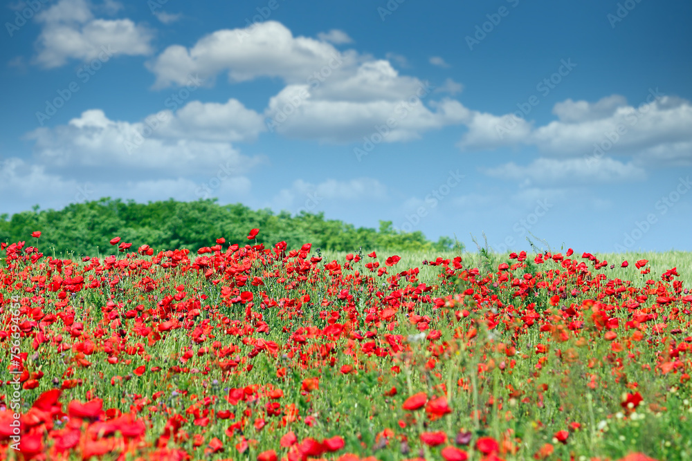 Red poppies flower meadow and blue sky with clouds landscape
